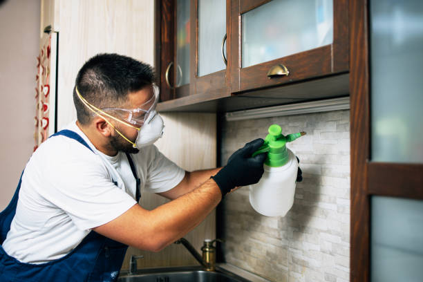 Best Termite Control Services  in Zimmerman, MN