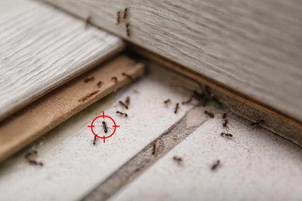 Best Rodent Control Near Me  in Zimmerman, MN
