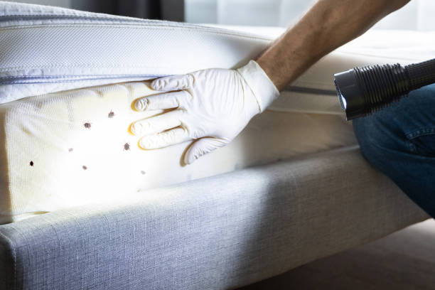 Best Affordable Pest Control Services  in Zimmerman, MN
