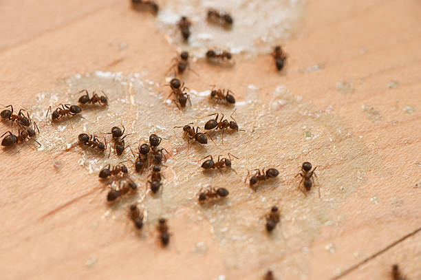 Insect Control in Zimmerman, MN
