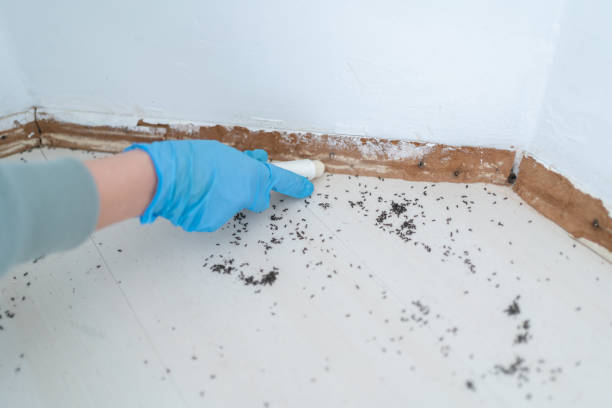 Best Emergency Pest Control  in Zimmerman, MN